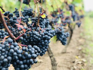 Rundvisning i vinmarker og vinsmagning