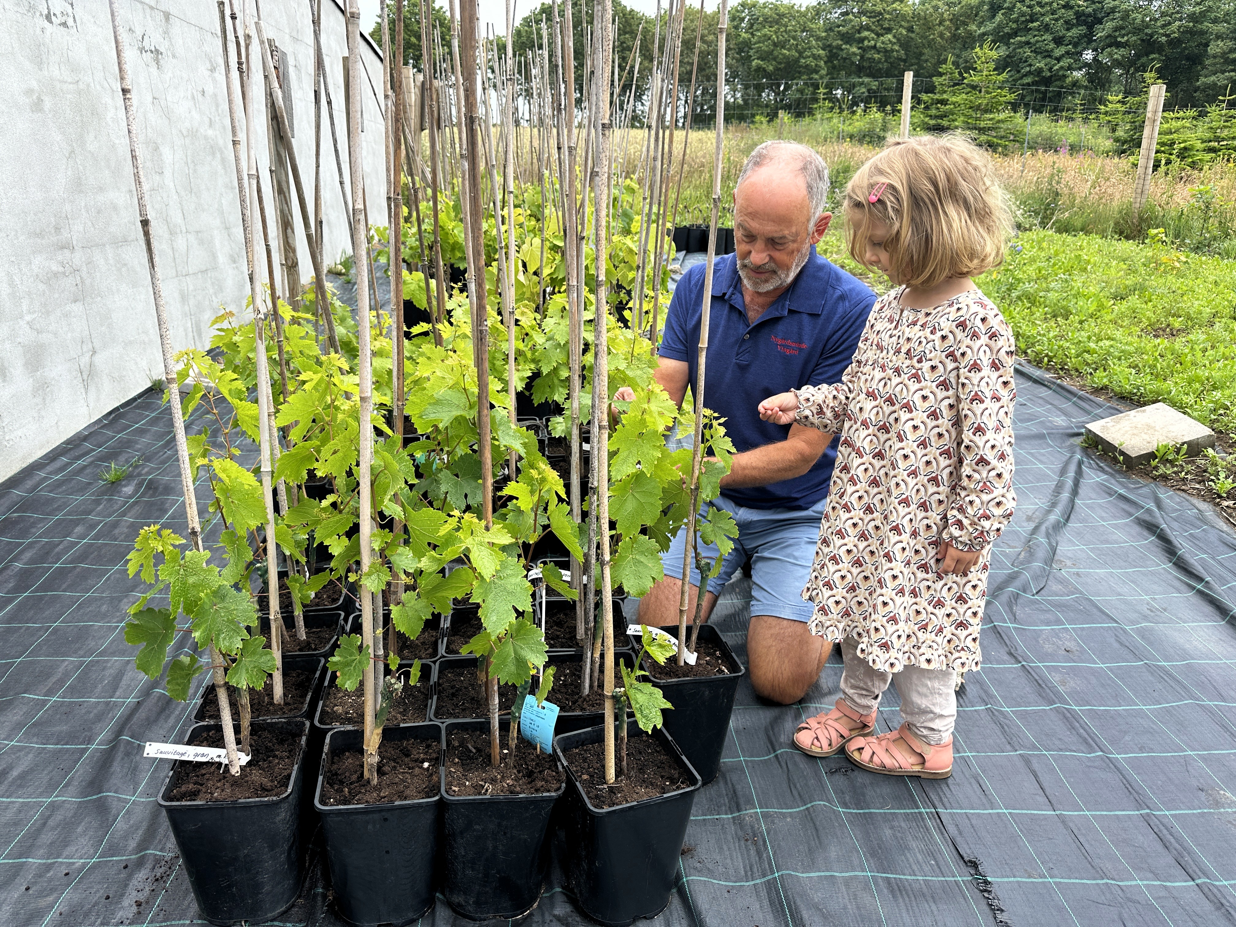 Vinplanter til drivhus – køb økologisk vinplante klar til druer